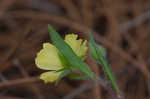 Carolina frostweed